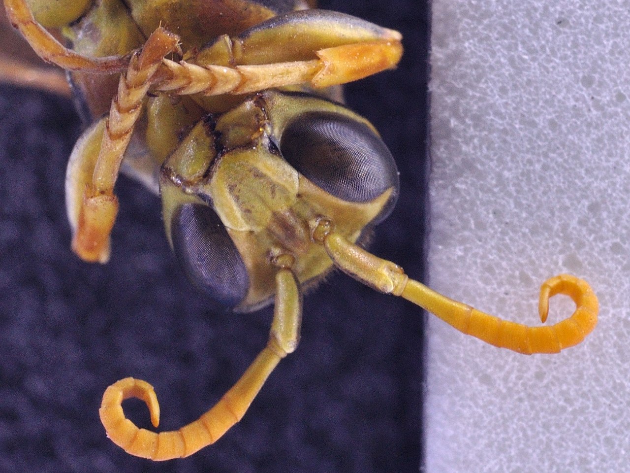 Polistes di difficile identificazione ....